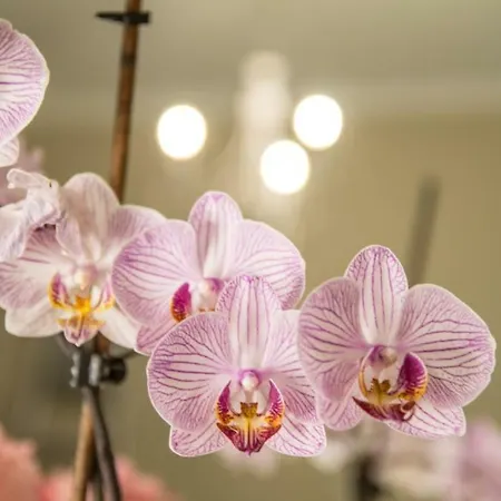 Anthemio شقة فندقية