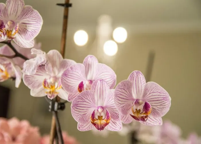 Anthemio Apart-hotel